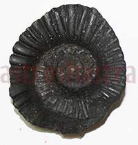Shaligram 10765 35gm